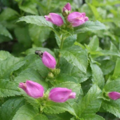 New Arrival -Nature Planting Store Chelone Hot Lips Turtlehead Foliage