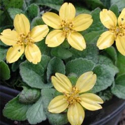 Chrysogonum 'Pierre' Goldenstar