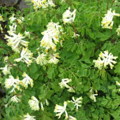 Corydalis Ochroleuca White Corydalis