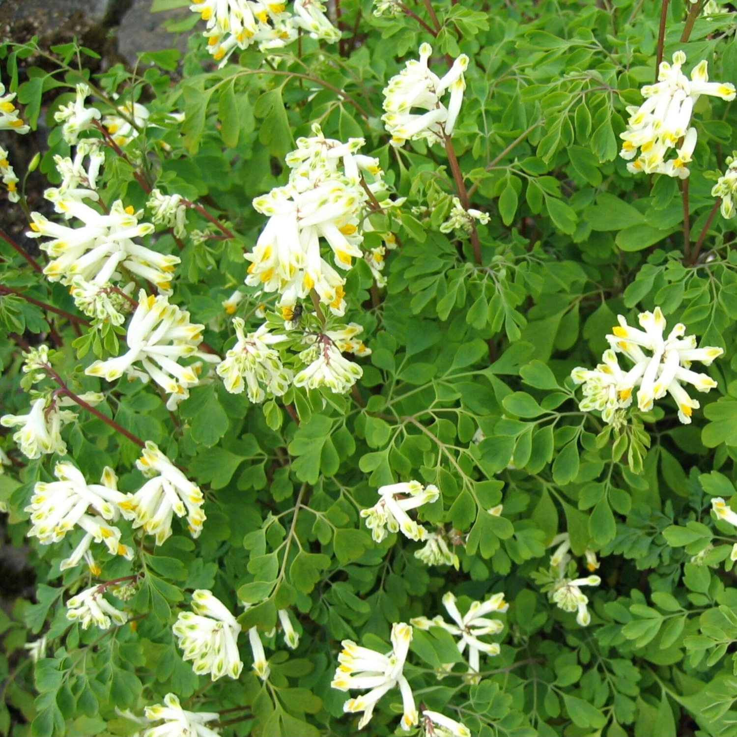 Corydalis Ochroleuca White Corydalis 1 Corydalis Ochroleuca White Corydalis