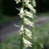 Digitalis Lutea Foxglove