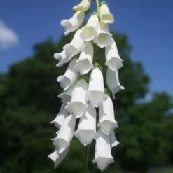 Digitalis Purpurea 'Snow Thimble' Foxglove