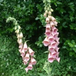 Digitalis Mertonensis Strawberry Foxglove