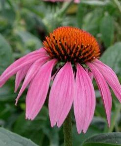 Echinacea Purpurea Purple Coneflower -Nature Planting Store ECH PURPUREA SPI