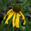 Echinacea Paradoxa Yellow Coneflower