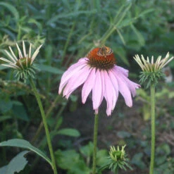 Echinacea Purpurea Purple Coneflower