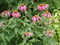 Echinacea Purpurea Purple Coneflower -Nature Planting Store ECH PURPUREA