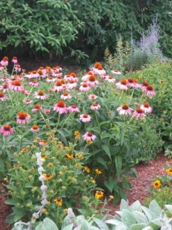 Echinacea Purpurea Purple Coneflower -Nature Planting Store ECH Purpurea 6