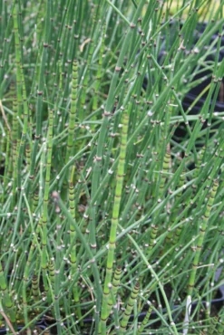 Equisetum Hyemale Horsetail Rush