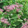 Eupatorium Dubium 'Little Joe' Joe Pye Weed