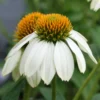 Echinacea 'PowWow White' Coneflower