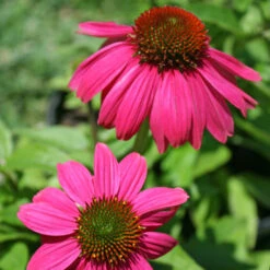 Echinacea 'PowWow Wild Berries' Coneflower -Nature Planting Store Echinacea powwow wild berries coneflower