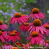 Echinacea 'PowWow Wild Berries' Coneflower