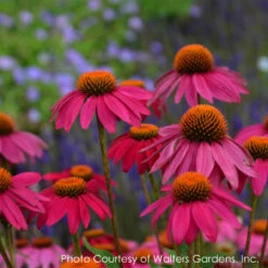 Echinacea 'PowWow Wild Berries' Coneflower