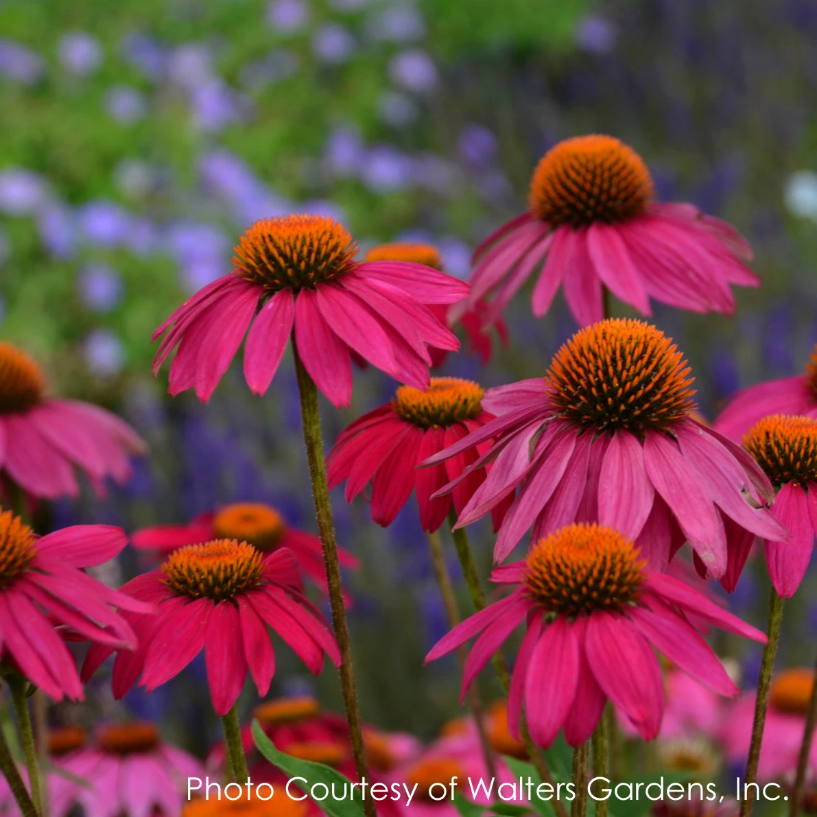 Front Page -Nature Planting Store Echinacea purpurea Pow Wow Wild Berry 2
