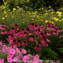 Echinacea 'PowWow Wild Berries' Coneflower -Nature Planting Store Echinacea purpurea Pow Wow Wild Berry 4