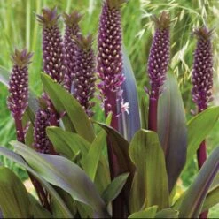 Eucomis 'Sparkling Burgundy' Pineapple Lily