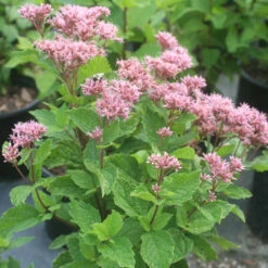 Eupatorium 'Baby Joe' Joe Pye Weed
