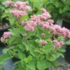 Eupatorium 'Baby Joe' Joe Pye Weed