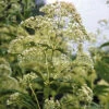 Eupatorium Fistulosum 'Ivory Towers' Joe Pye Weed