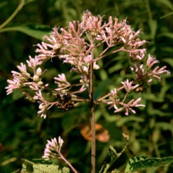 Eupatorium Fistulosum Joe Pye Weed