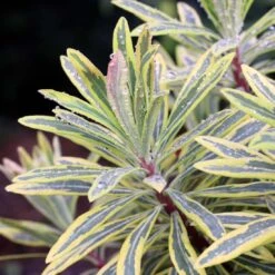 New Arrival -Nature Planting Store Euphorbia Ascot Rainbow Spurge Closeup