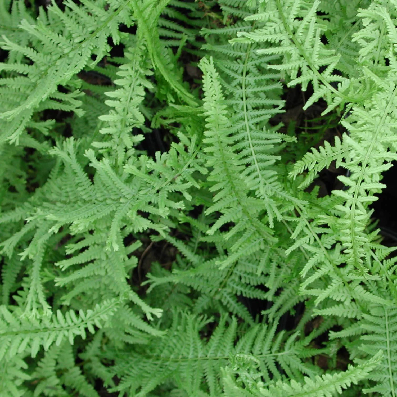 Fern Queen Of Green Athyrium Filix-femina Victoriae 1 Fern Queen Of Green Athyrium Filix-femina Victoriae