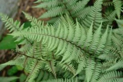 Fern Ghost Athyrium Nipponicum Ghost -Nature Planting Store Fern Ghost 3
