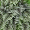 Fern Japanese Painted Athyrium Niponicum 'Pictum'
