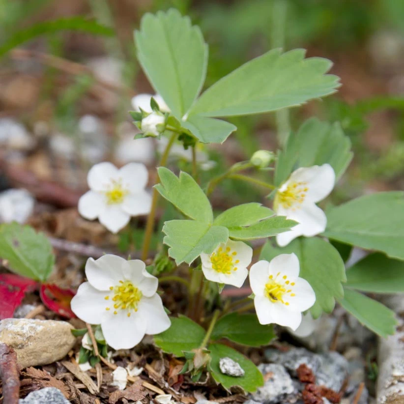 Fragaria Virginiana Wild Strawberry 1 Fragaria Virginiana Wild Strawberry