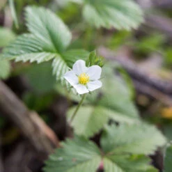 Fragaria Virginiana Wild Strawberry 5 Fragaria Virginiana Wild Strawberry -Nature Planting Store Fragaria virginiana Wild Strawberry