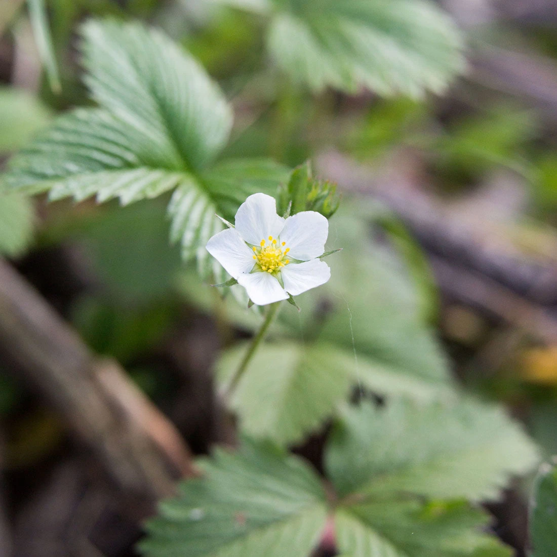 Fragaria Virginiana Wild Strawberry 3 Fragaria Virginiana Wild Strawberry - Image 3