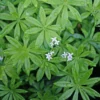 Galium Odoratum Sweet Woodruff