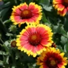 Gaillardia 'Arizona Sun' Blanket Flower