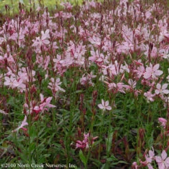 New Arrival -Nature Planting Store Gaura Siskiyou Pink Wandflower 1