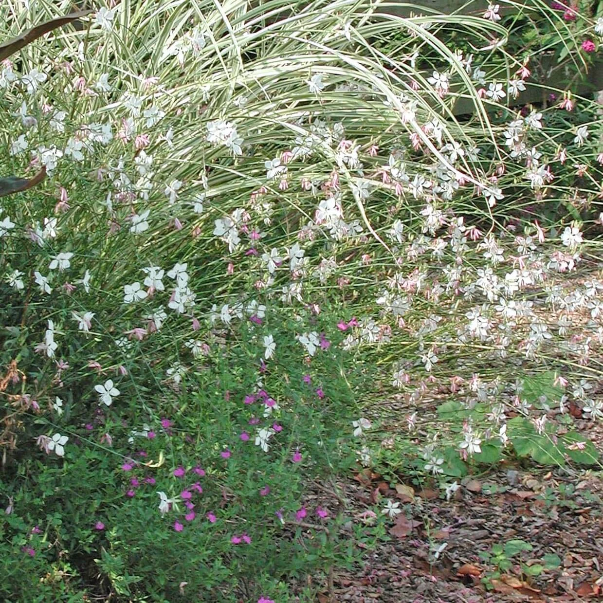 Gaura 'Whirling Butterflies' Wandflower 2 Gaura 'Whirling Butterflies' Wandflower - Image 2