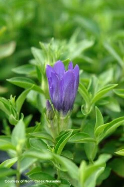 Gentiana 'True Blue' Bottle Gentian -Nature Planting Store Gen TrueBlue Flw 3