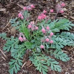 Geum Trifolium Rose Of The Rockery