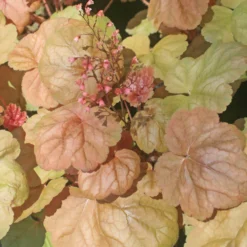 Heuchera Villosa 'Apricot' Coral Bells Or Alumroot