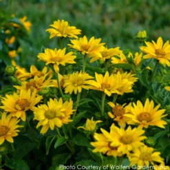 Heliopsis 'Tuscan Gold' Smooth Ox-Eye Daisy -Nature Planting Store HELIOPSIS TUSCAN GOLD 3