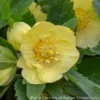 Helleborus X 'California Dreaming' Lenten Rose