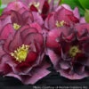 Helleborus 'True Love' Lenten Rose