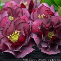 Helleborus 'True Love' Lenten Rose -Nature Planting Store HELLEBORUS TRUE LOVE 3