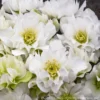 Helleborus 'Wedding Bells' Lenten Rose