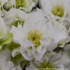 Helleborus 'Wedding Bells' Lenten Rose -Nature Planting Store HELLEBORUS WEDDING BELLS 3