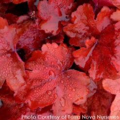 Heuchera X 'Fire Alarm' Coral Bells -Nature Planting Store HEUCHERA FIRE ALARM 5