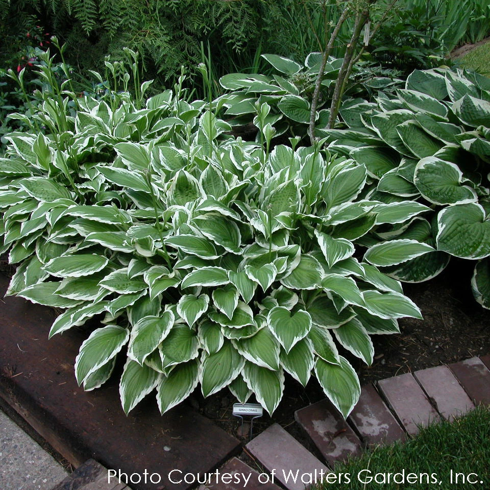 Hosta 'Ginko Craig' Plantain Lily 1 Hosta 'Ginko Craig' Plantain Lily