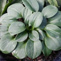 Hosta 'Blue Mouse Ears' Plantain Lily -Nature Planting Store HST Blue Mouse Ears EZ 004