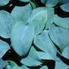 Hosta 'Fragrant Blue' Plantain Lily