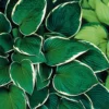 Hosta 'Francee' Plantain Lily